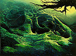 Eyvind Earle, My Soul
